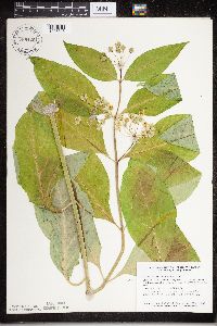 Asclepias exaltata image