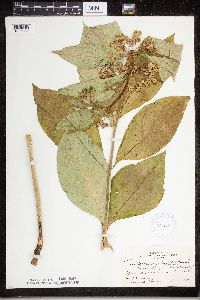 Asclepias exaltata image