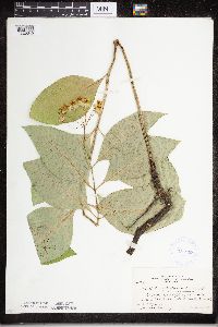 Asclepias exaltata image