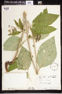 Asclepias exaltata image
