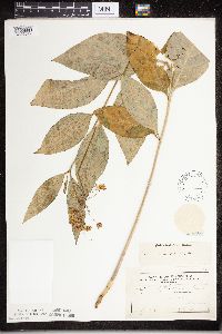 Asclepias exaltata image