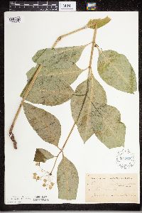 Asclepias exaltata image