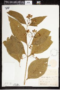 Asclepias exaltata image