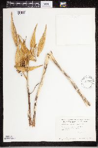 Asclepias exaltata image