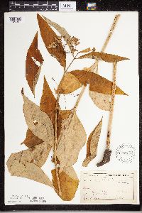 Asclepias exaltata image