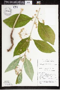 Asclepias exaltata image