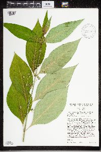 Asclepias exaltata image