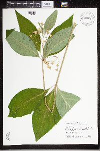 Asclepias exaltata image