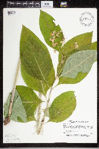 Asclepias exaltata image