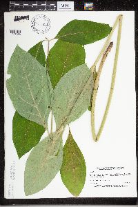 Asclepias exaltata image