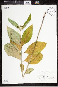 Asclepias exaltata image