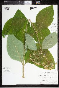 Asclepias exaltata image