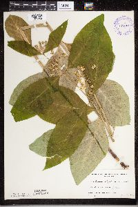 Asclepias exaltata image