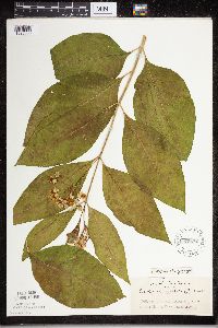 Asclepias exaltata image