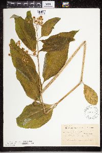 Asclepias exaltata image