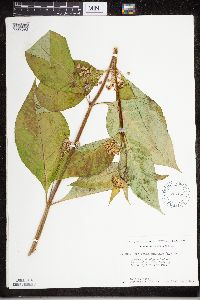 Asclepias exaltata image