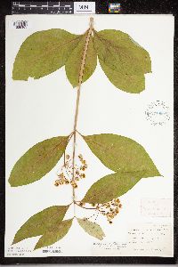 Asclepias exaltata image