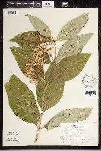 Asclepias exaltata image