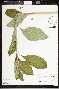 Asclepias exaltata image