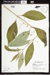 Asclepias exaltata image