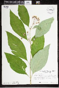 Asclepias exaltata image