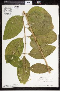 Asclepias exaltata image