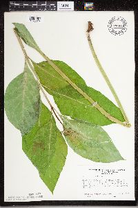 Asclepias exaltata image