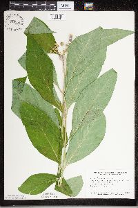 Asclepias exaltata image