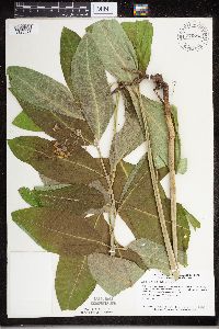 Asclepias exaltata image