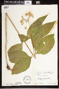 Asclepias exaltata image