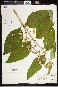 Asclepias exaltata image