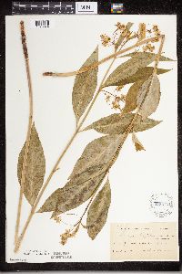 Asclepias exaltata image