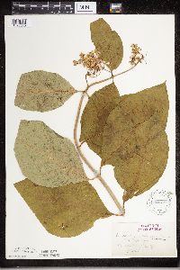 Asclepias exaltata image