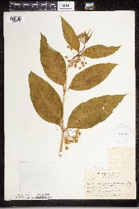 Asclepias exaltata image