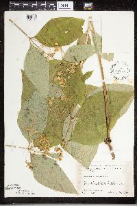 Asclepias exaltata image