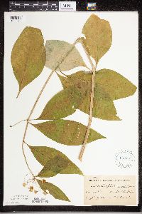 Asclepias exaltata image