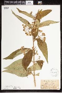 Asclepias exaltata image