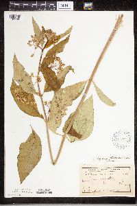 Asclepias exaltata image