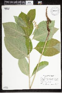 Asclepias exaltata image