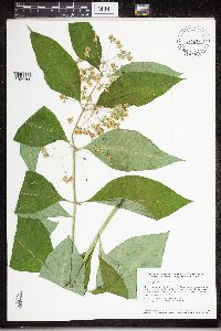 Asclepias exaltata image