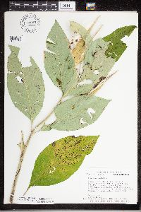 Asclepias exaltata image