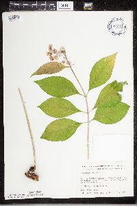 Asclepias exaltata image