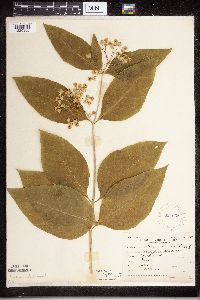 Asclepias exaltata image