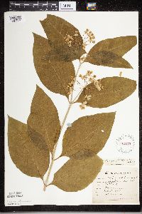 Asclepias exaltata image