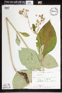 Asclepias exaltata image