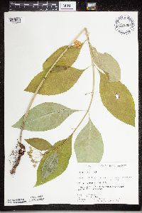 Asclepias exaltata image