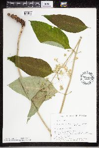 Asclepias exaltata image