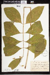 Asclepias exaltata image