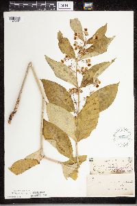 Asclepias exaltata image