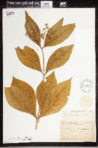 Asclepias exaltata image